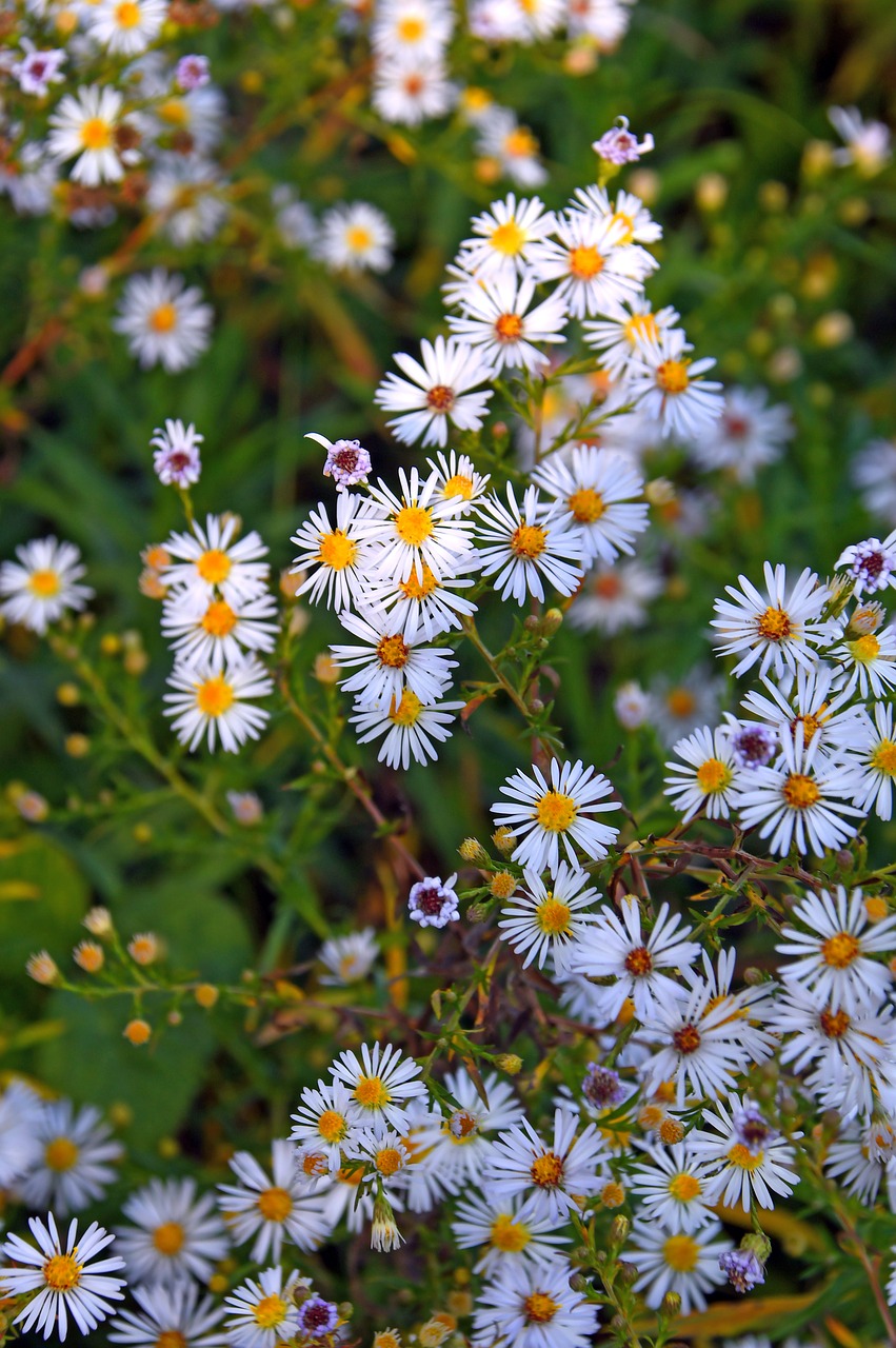 chamomile  flower  white flower free photo