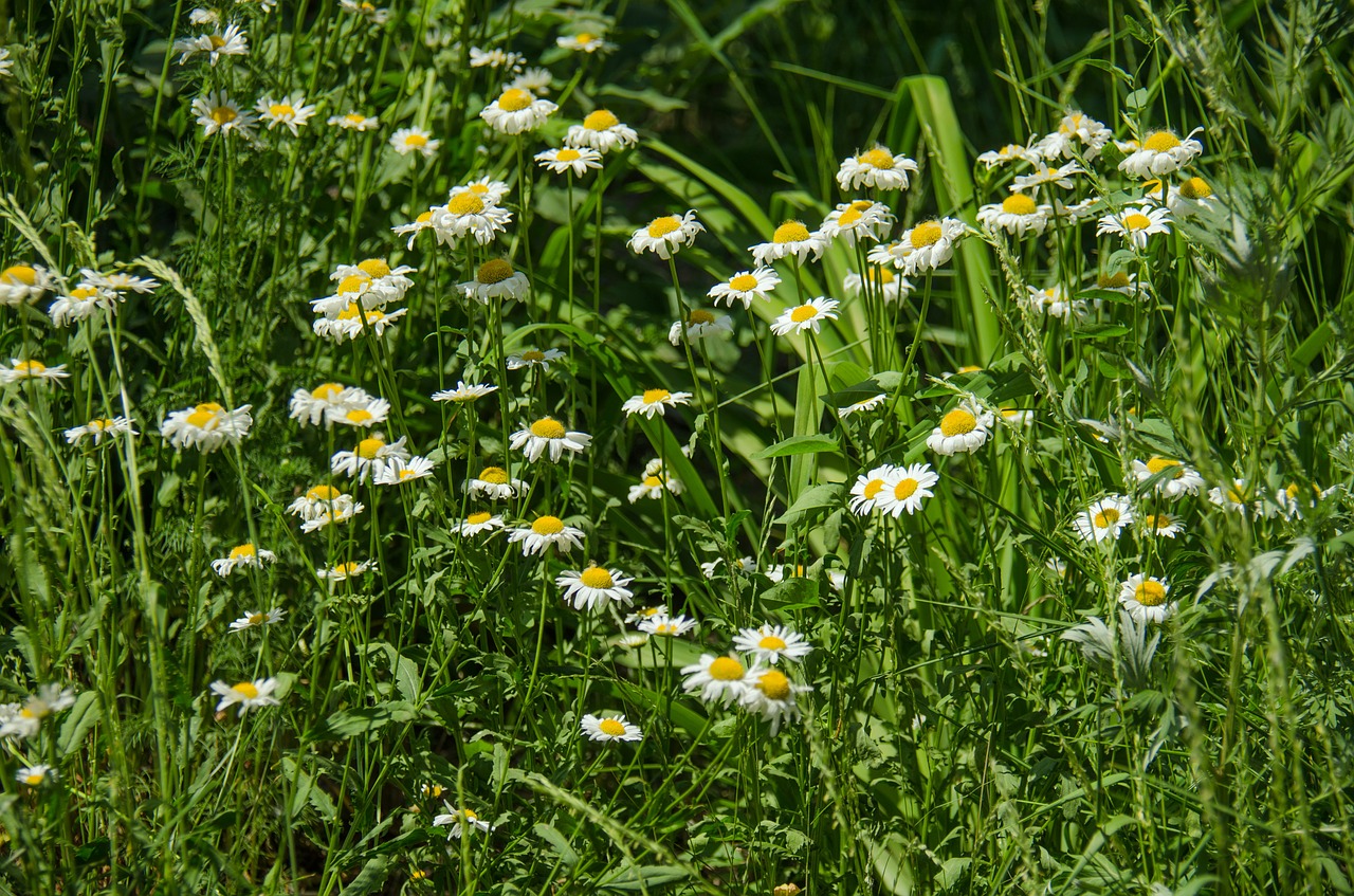 chamomile flowers daisy free photo