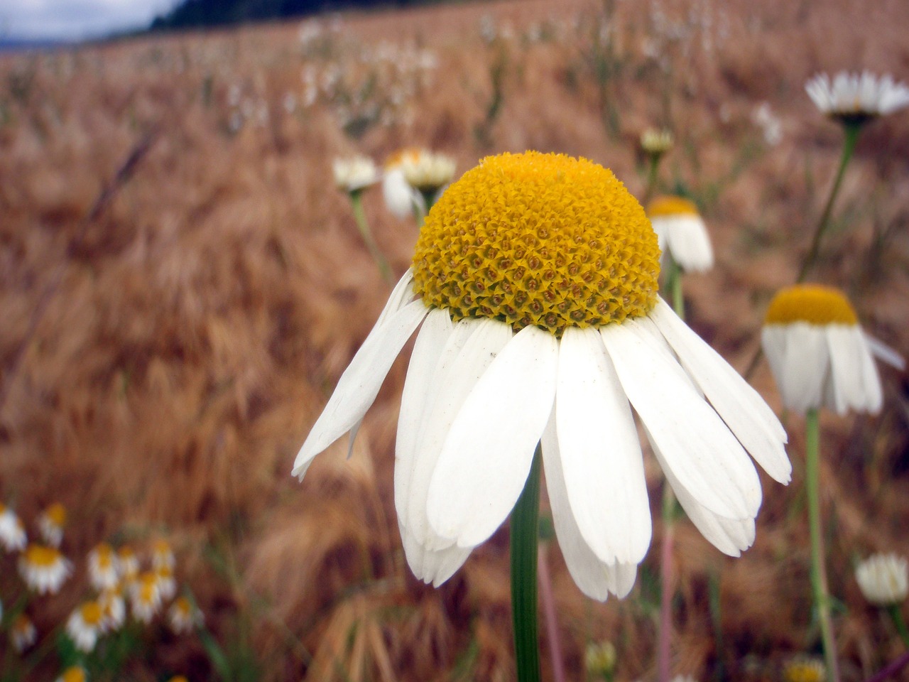chamomile flower field free photo