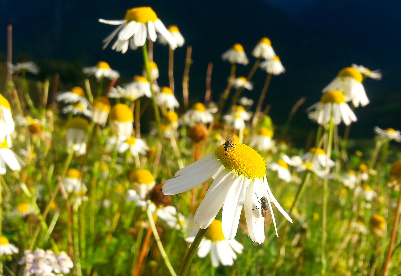 chamomile  meadow  summer free photo