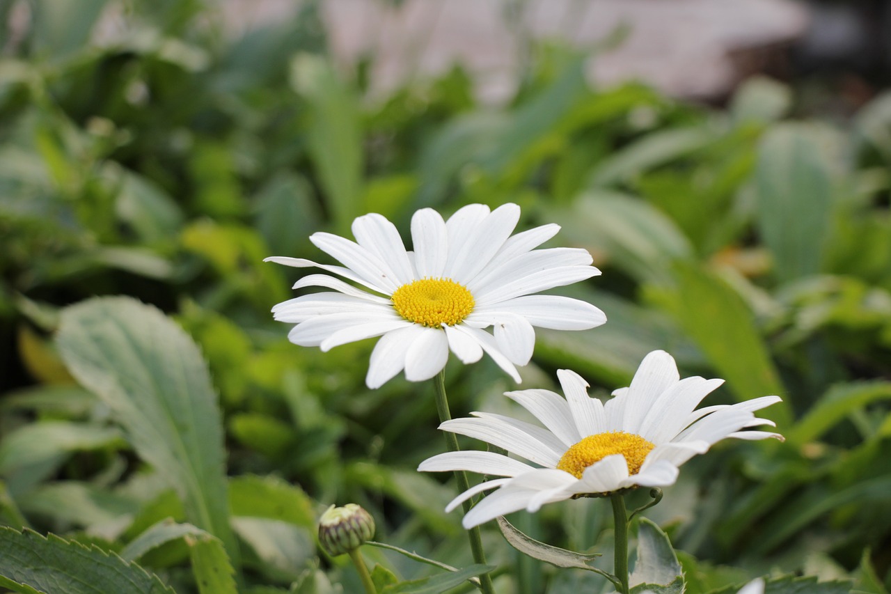chamomile  guess  flowers free photo