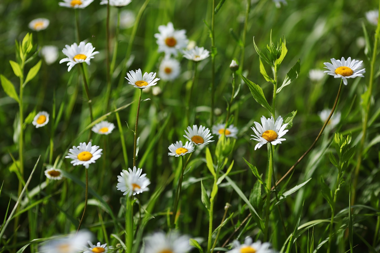 chamomile  flower  summer free photo