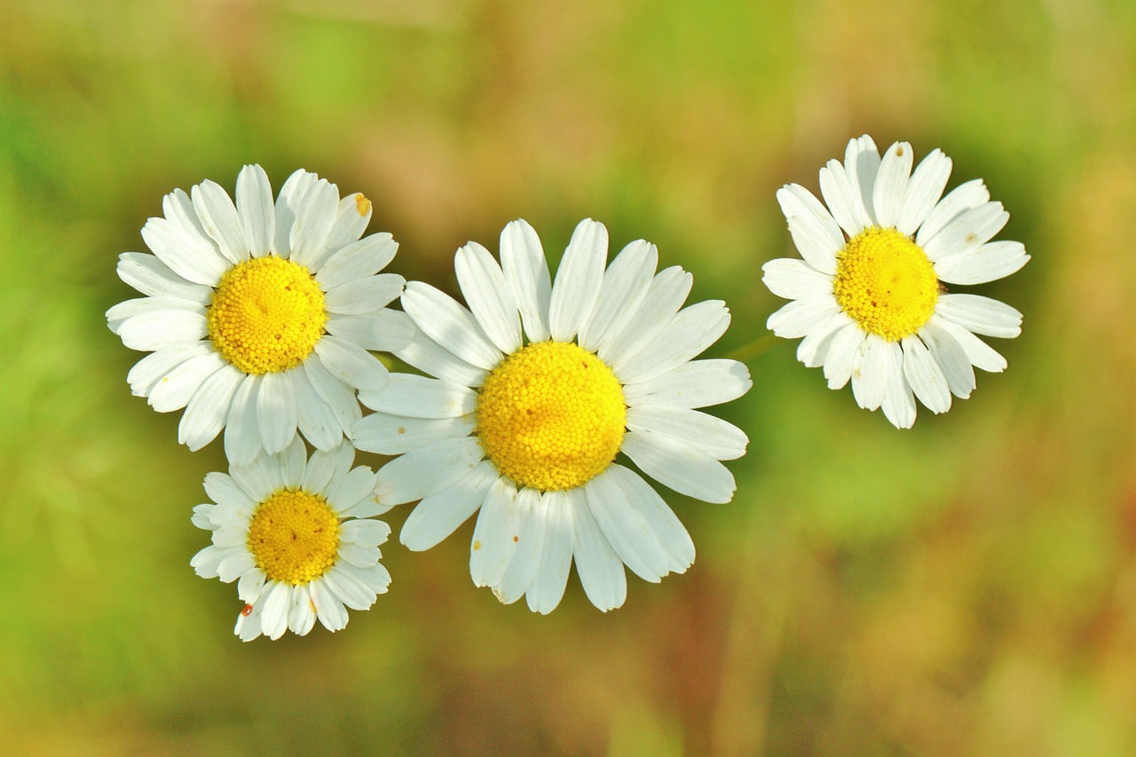 chamomile medicinal herb chamomile blossoms free photo