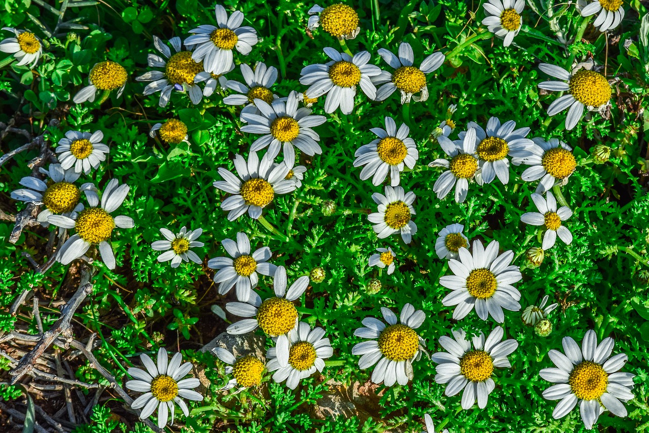 chamomile  flower  spring free photo