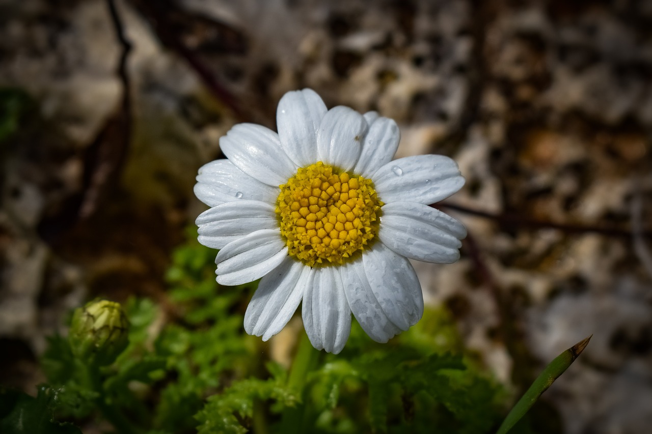 chamomile  nature  flora free photo