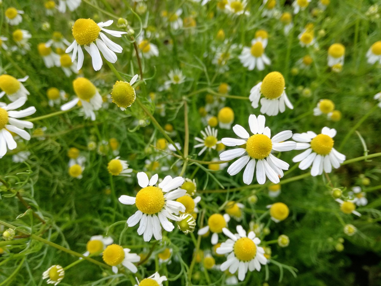 chamomile  camomile  herbal free photo