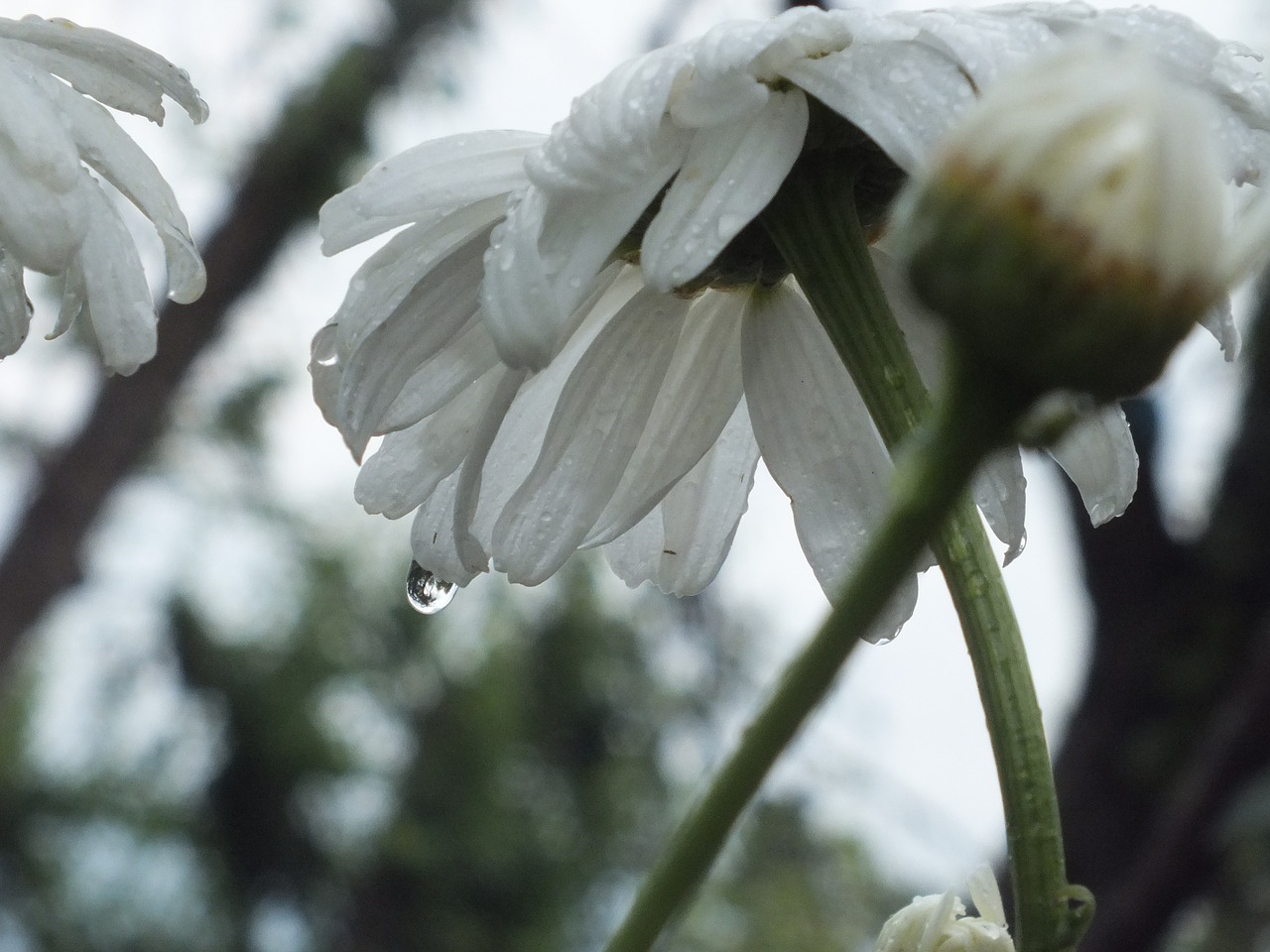 chamomile white petal free photo