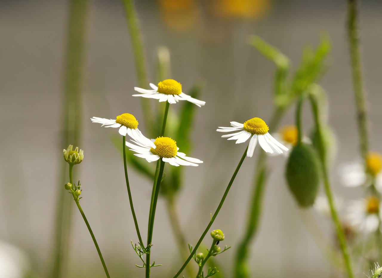 chamomile  flowers  early summer free photo
