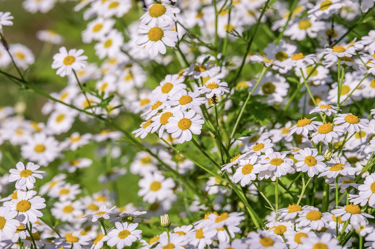 chamomile  chamomile flower  medicinal herb free photo