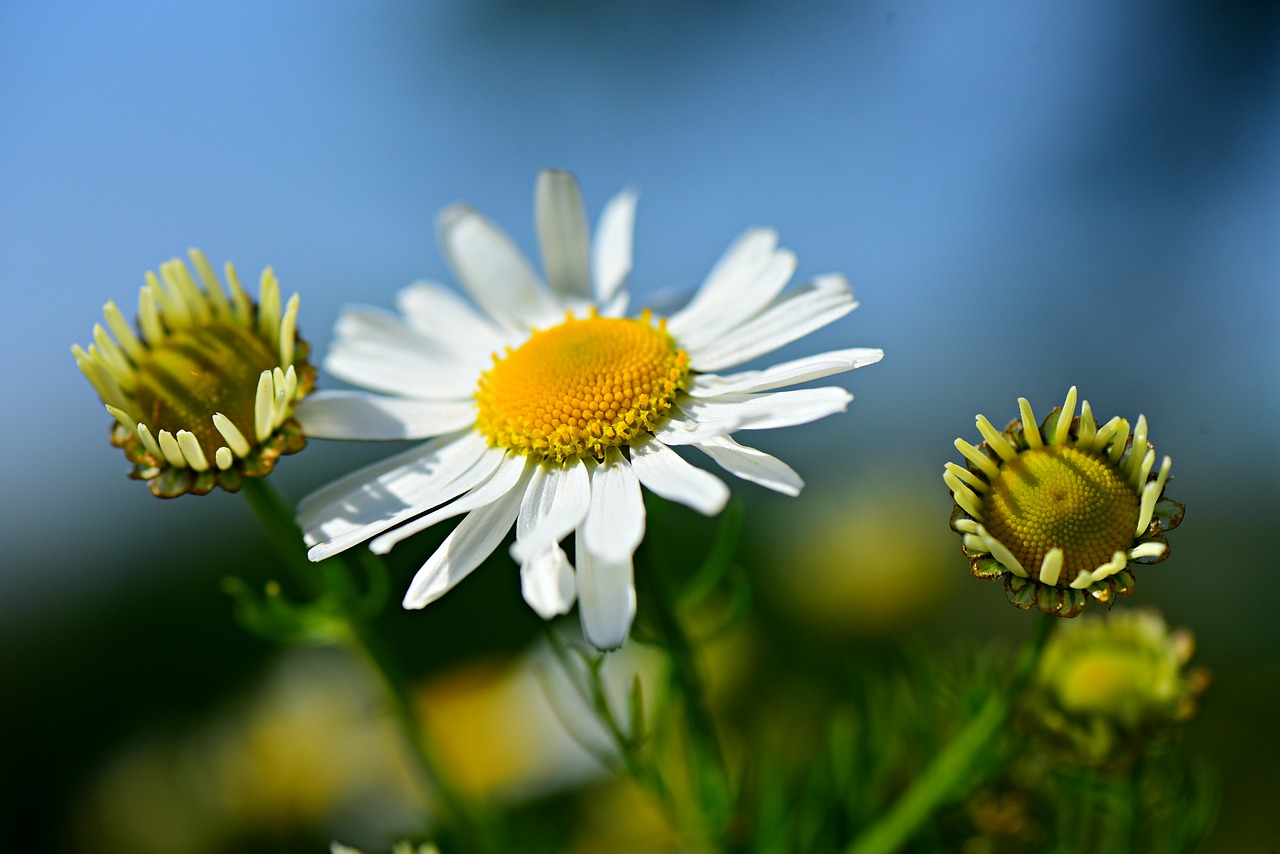 chamomile  flower  plant free photo