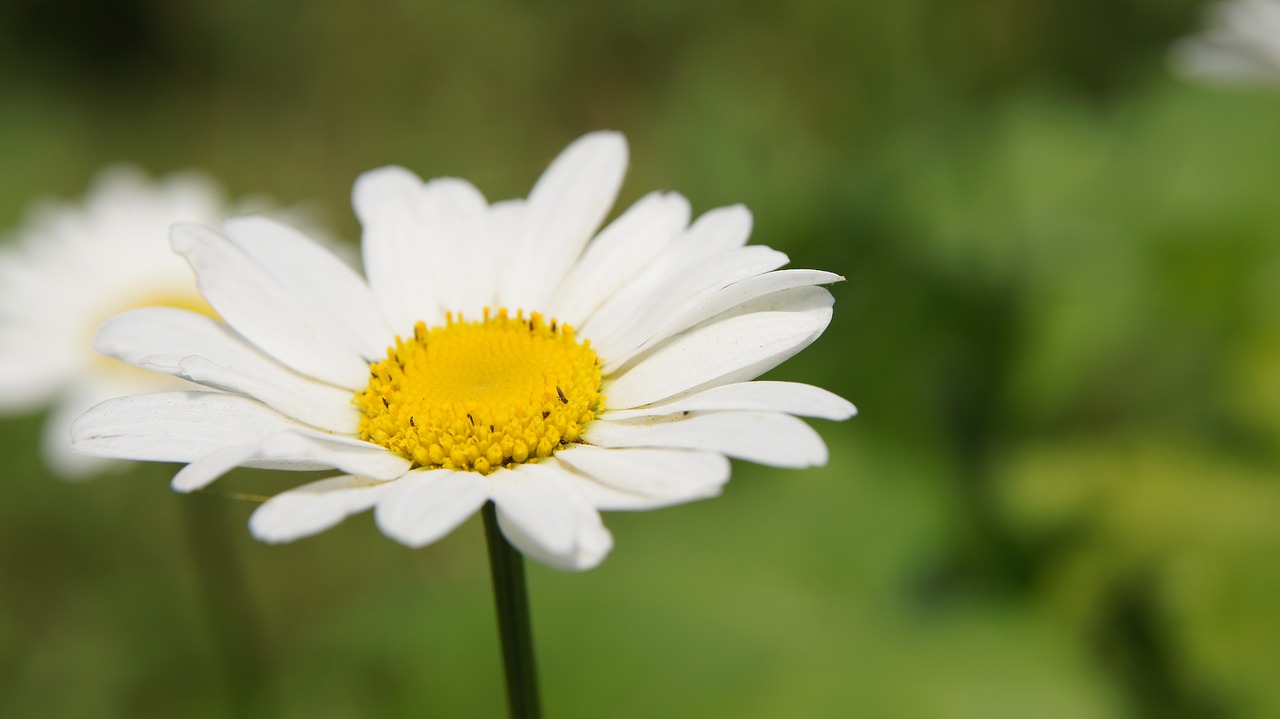 chamomile  wildflowers  flower free photo