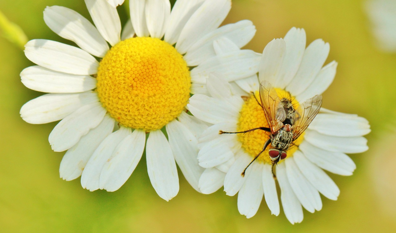 chamomile chamomile flower herbal medicine free photo