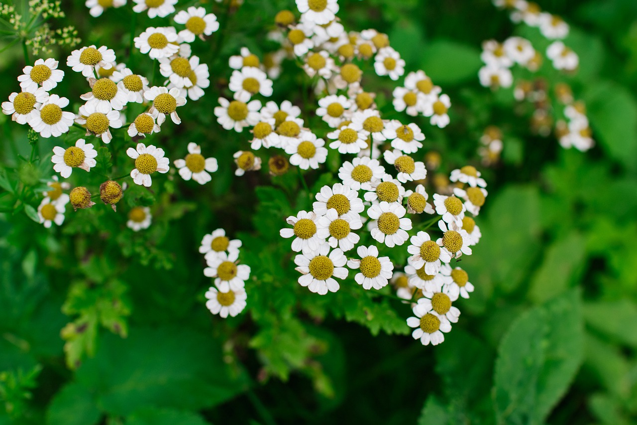 chamomile  flower  bloom free photo