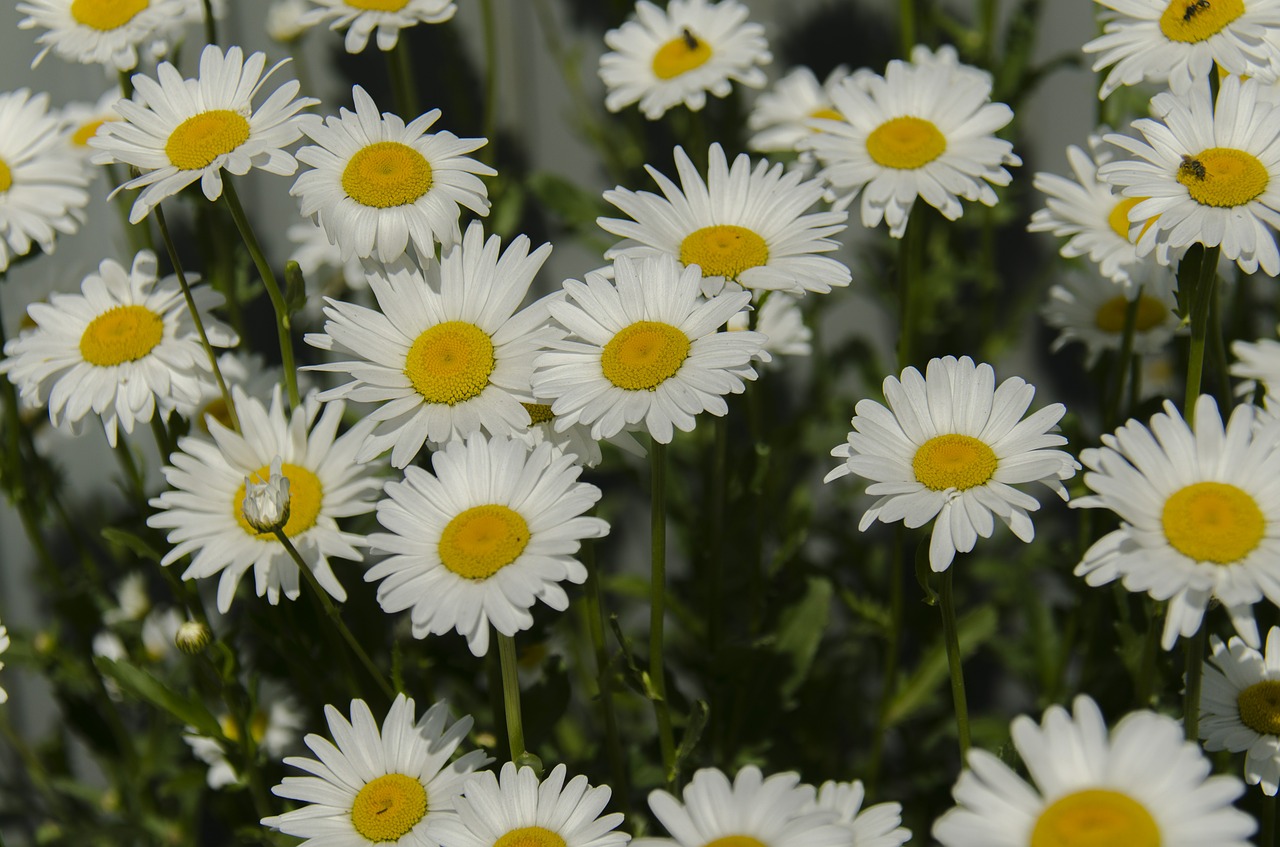 chamomile daisy flowers free photo