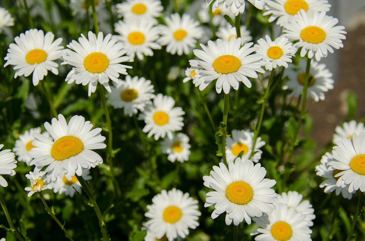 chamomile flowers daisy free photo