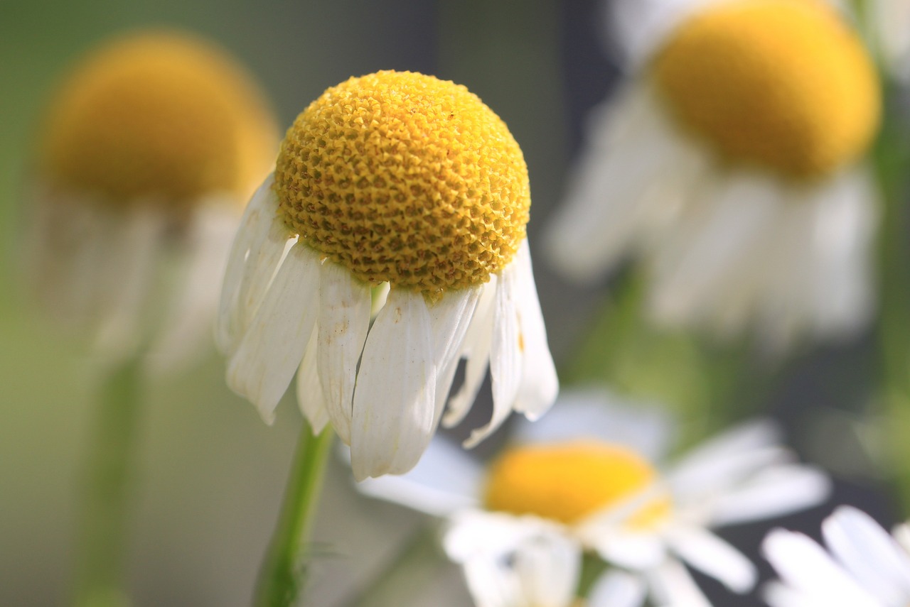 chamomile chamomile flower herbal medicine free photo