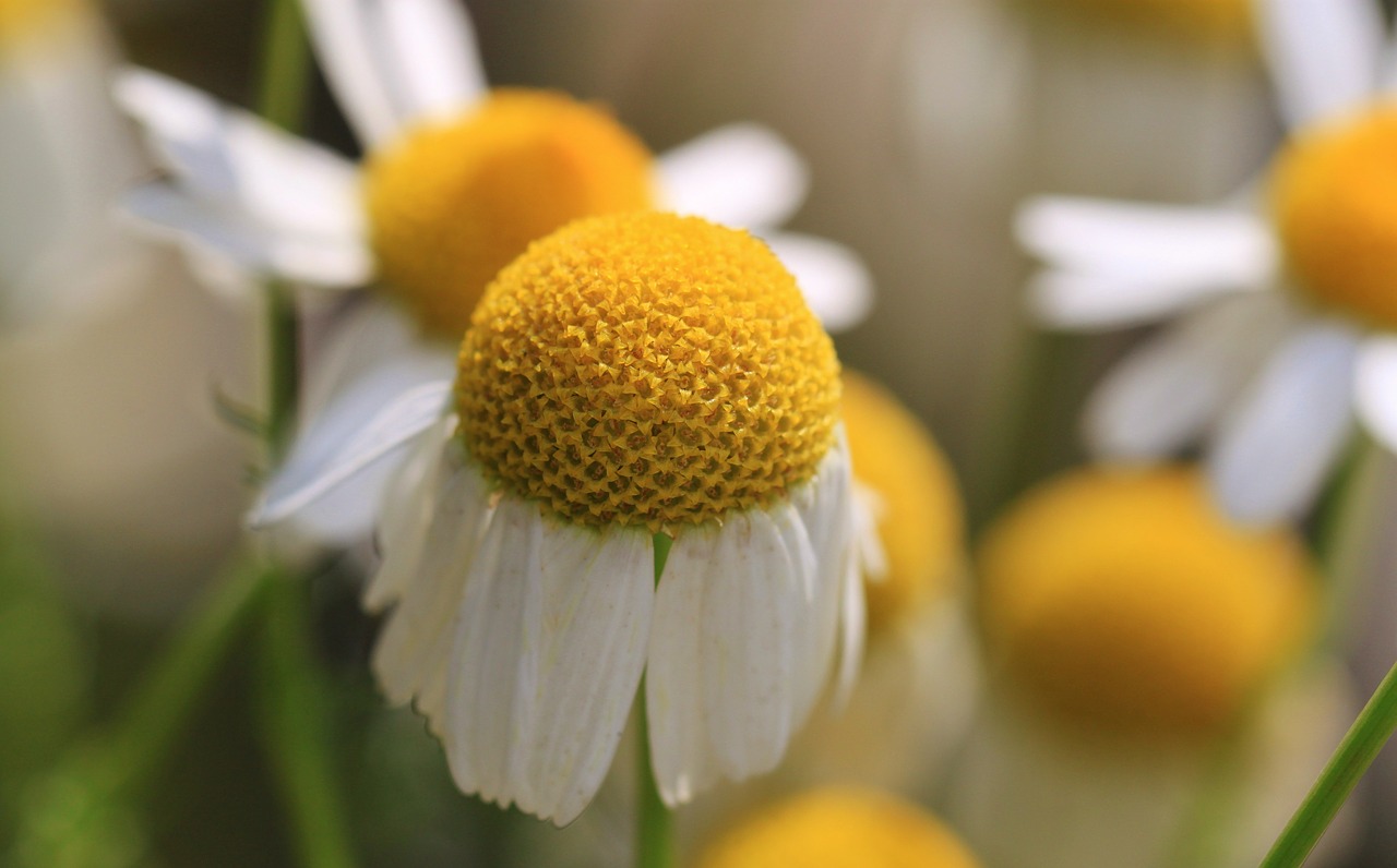 chamomile chamomile flower herbal medicine free photo