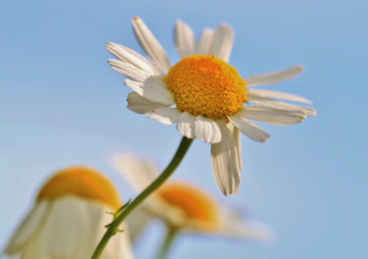 chamomile chamomile flower herbal medicine free photo