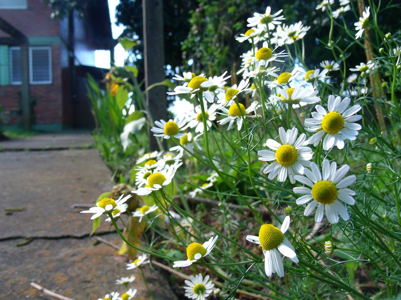 chamomile flower nature free photo