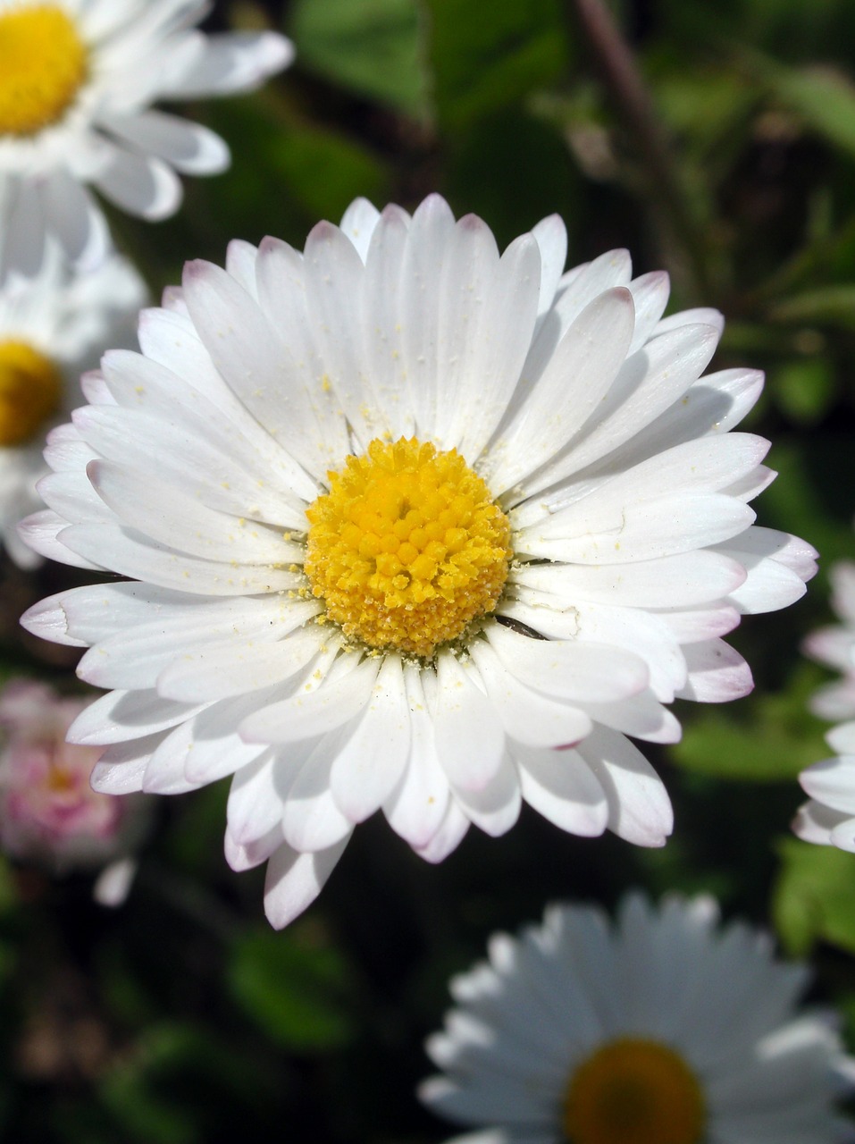 chamomile flower yellow free photo