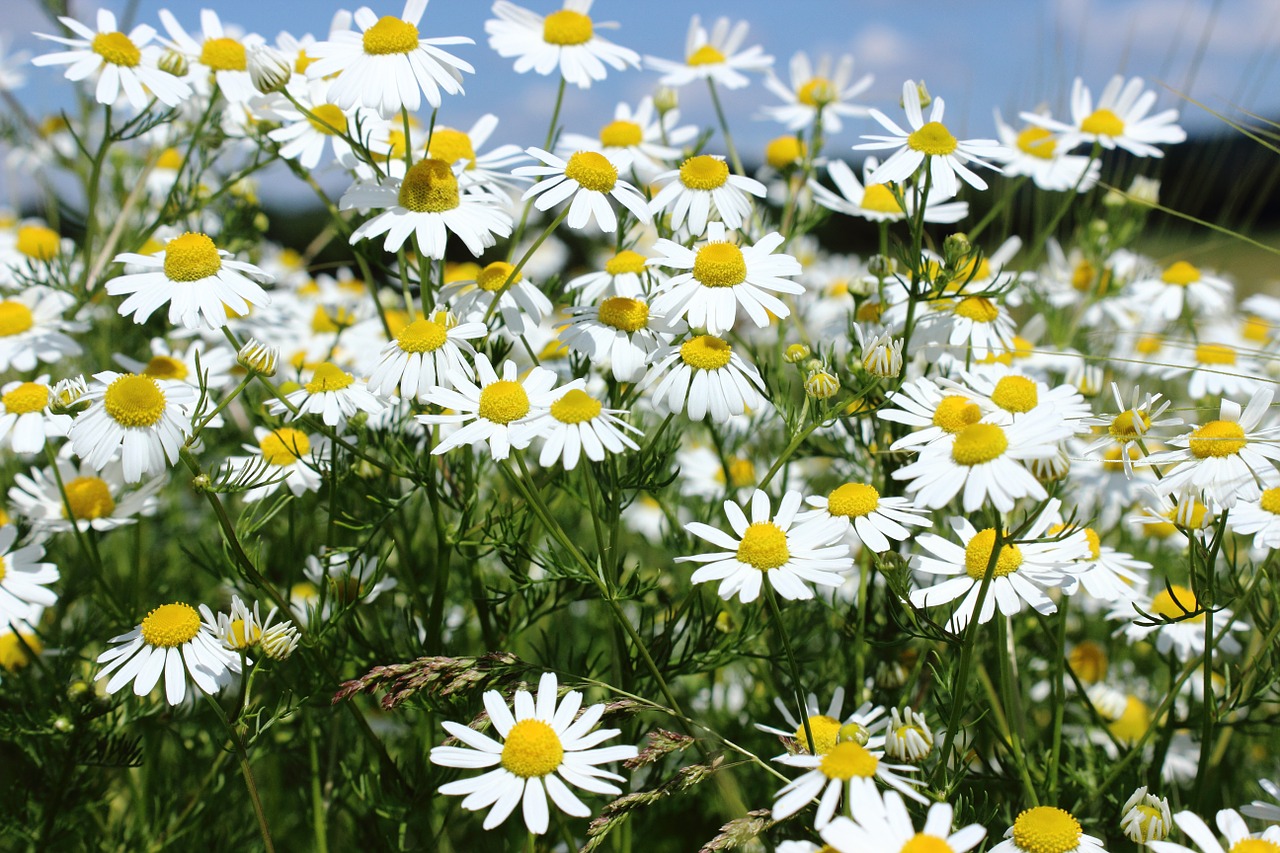 chamomile chamomile blossoms medicinal herb free photo