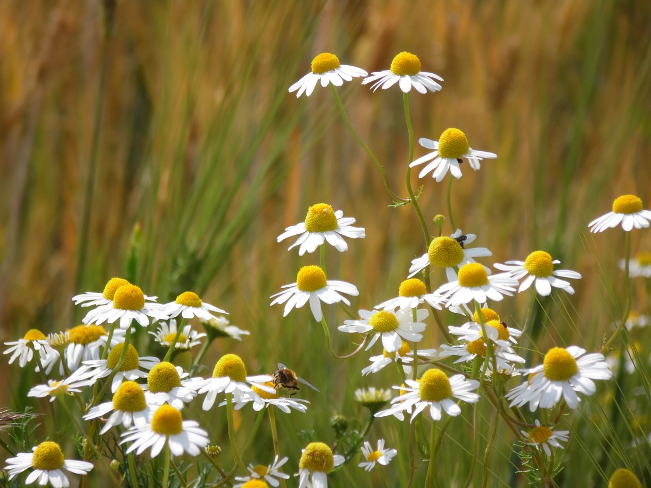 chamomile cornfield summer free photo