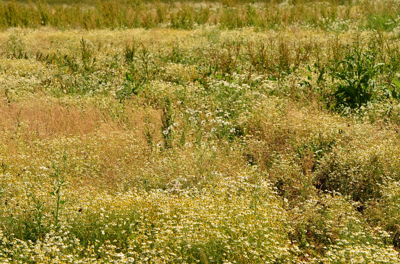 chamomile field herbal medicine free photo