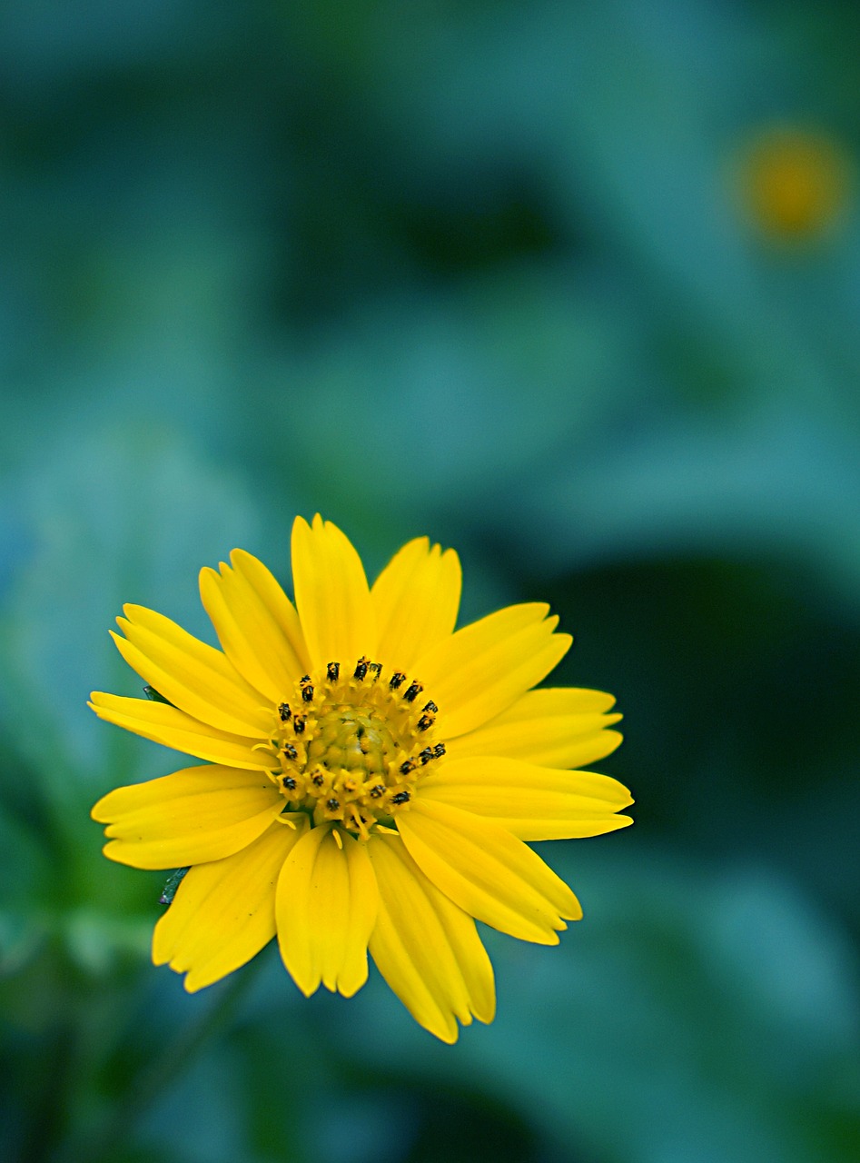 chamomile wild yellow flowers yellow daisies free photo