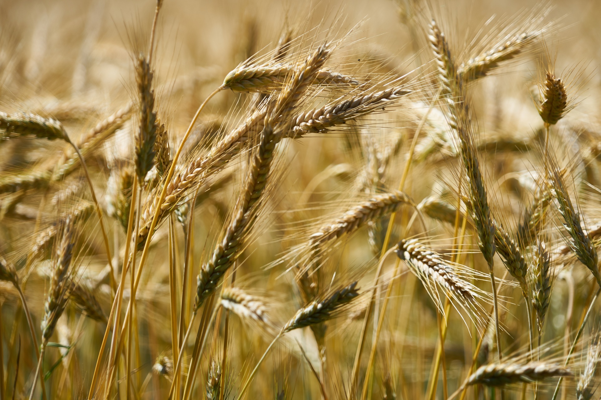 wheat crops wheat ears free photo