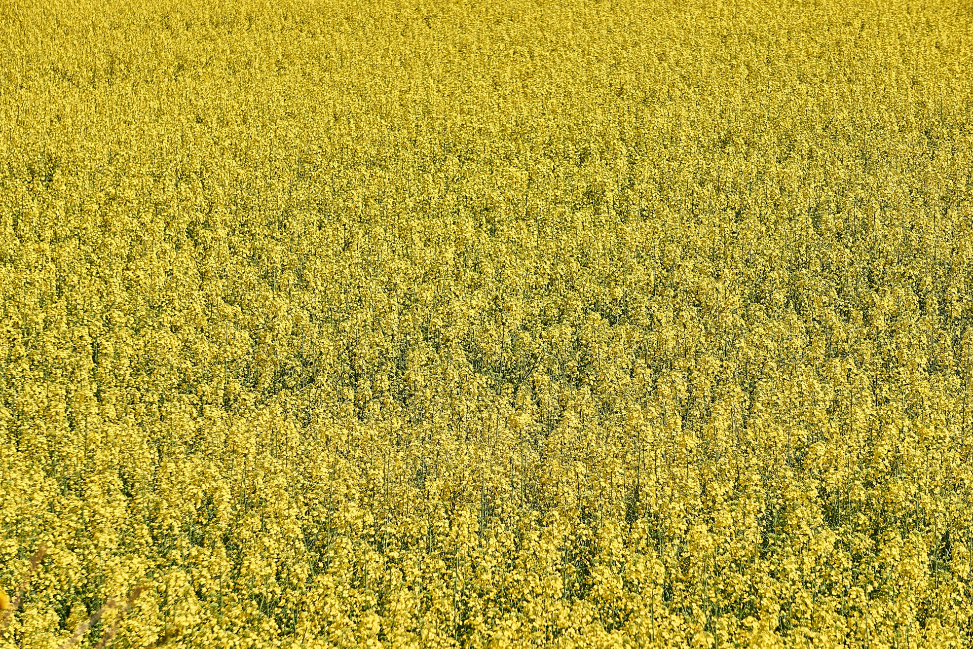 rapeseed agriculture rape field free photo