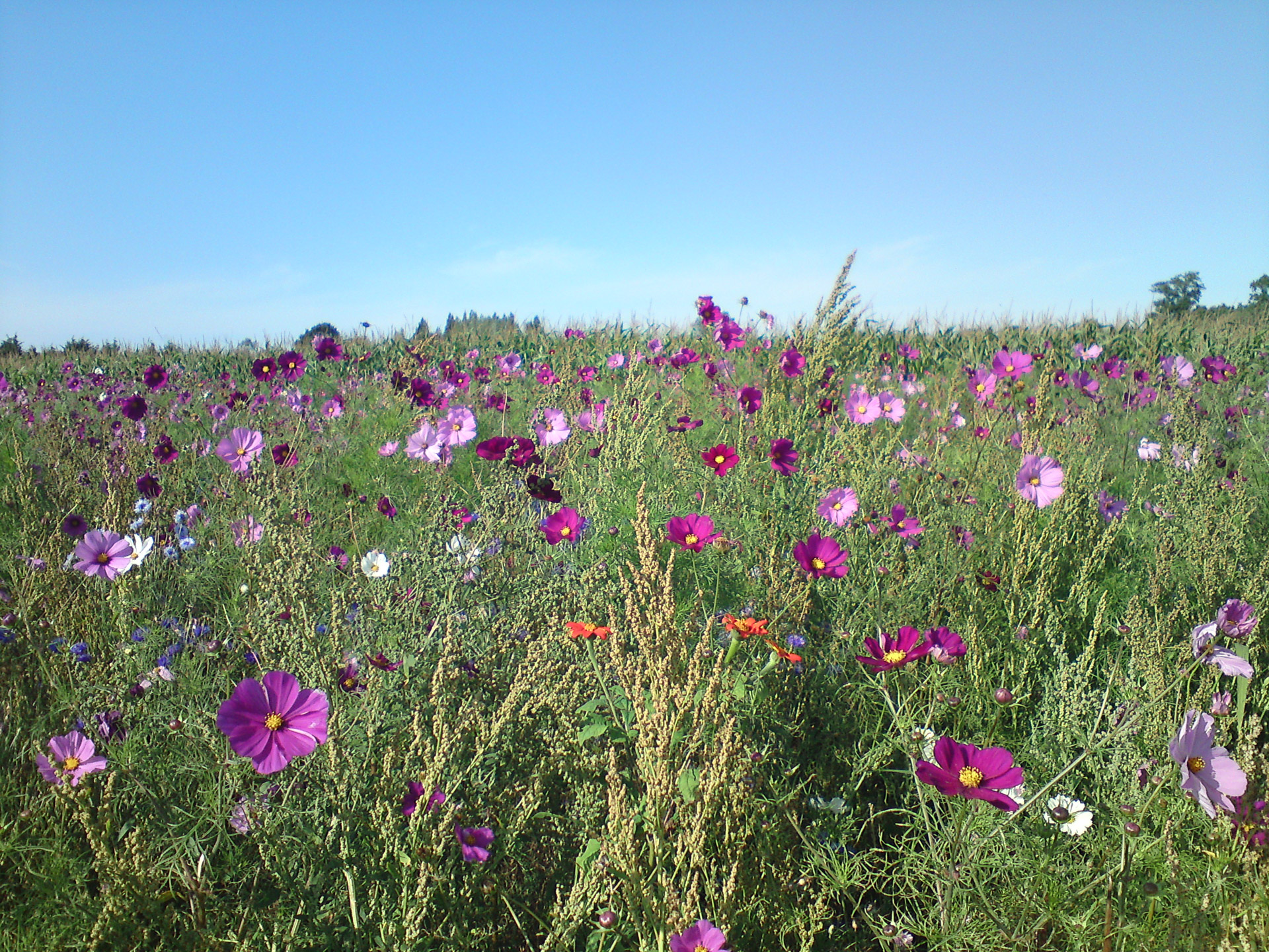 flowers landscape nature free photo