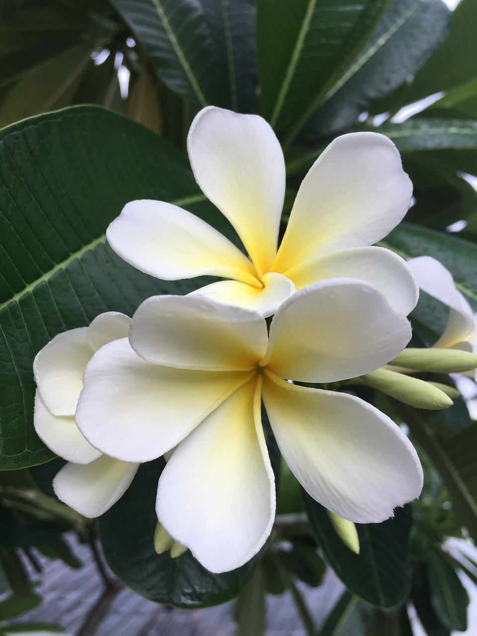 plumeria champa floral free photo