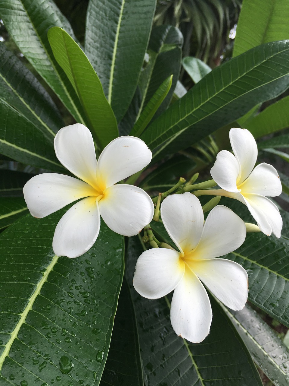 plumeria champa floral free photo