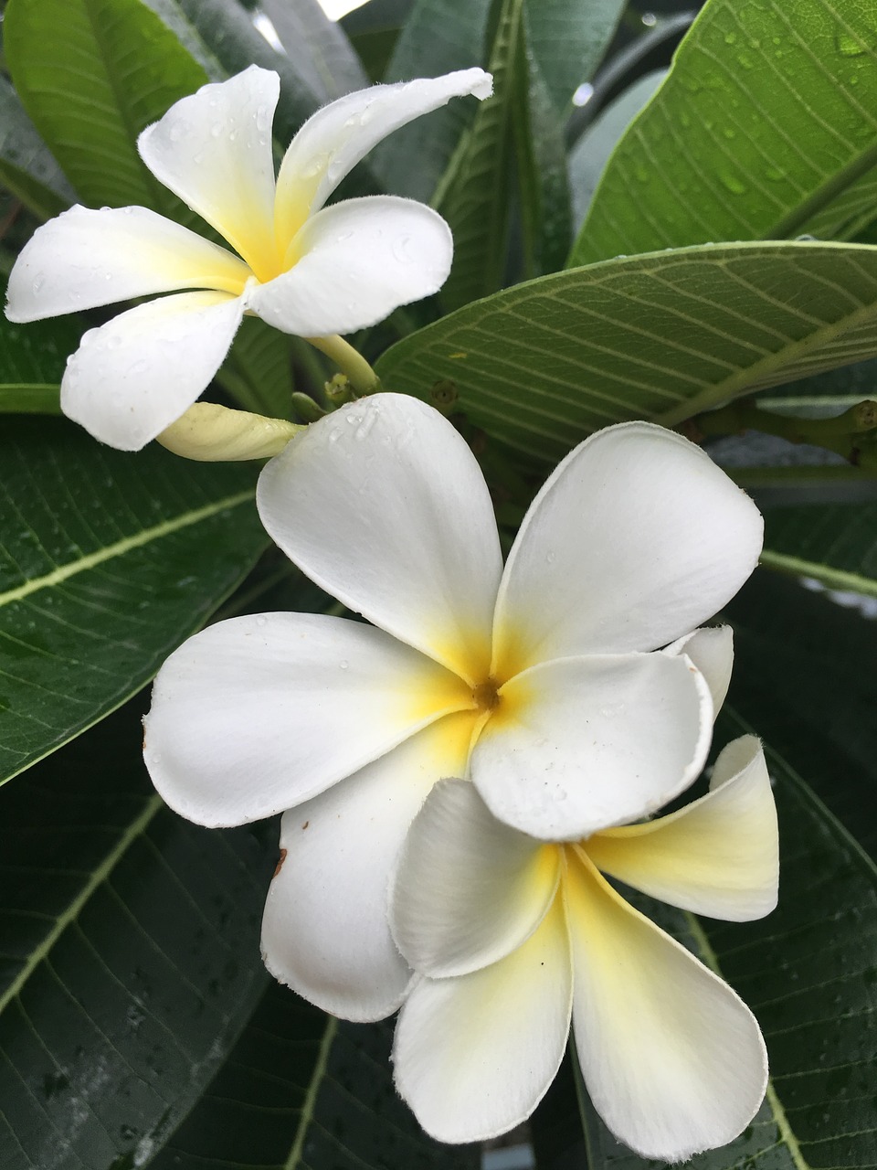 plumeria champa floral free photo