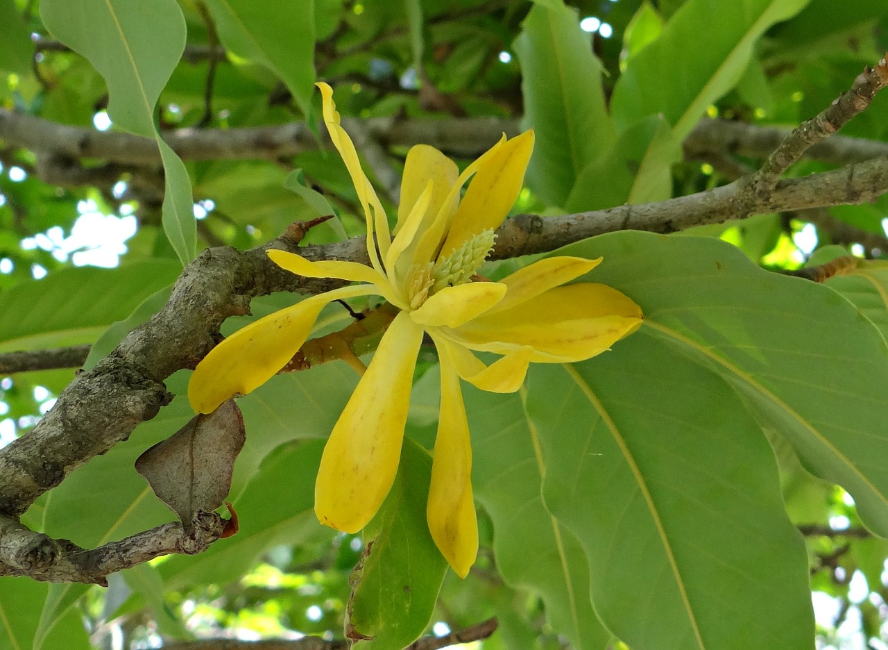 champa champak magnolia champaca free photo