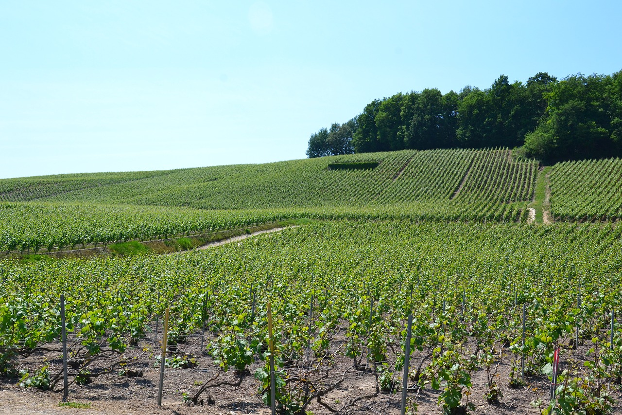 champagne  vine  wine free photo