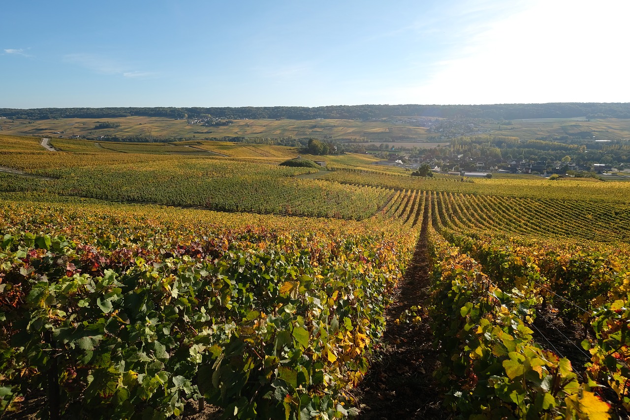 champagne  vines  grapes free photo