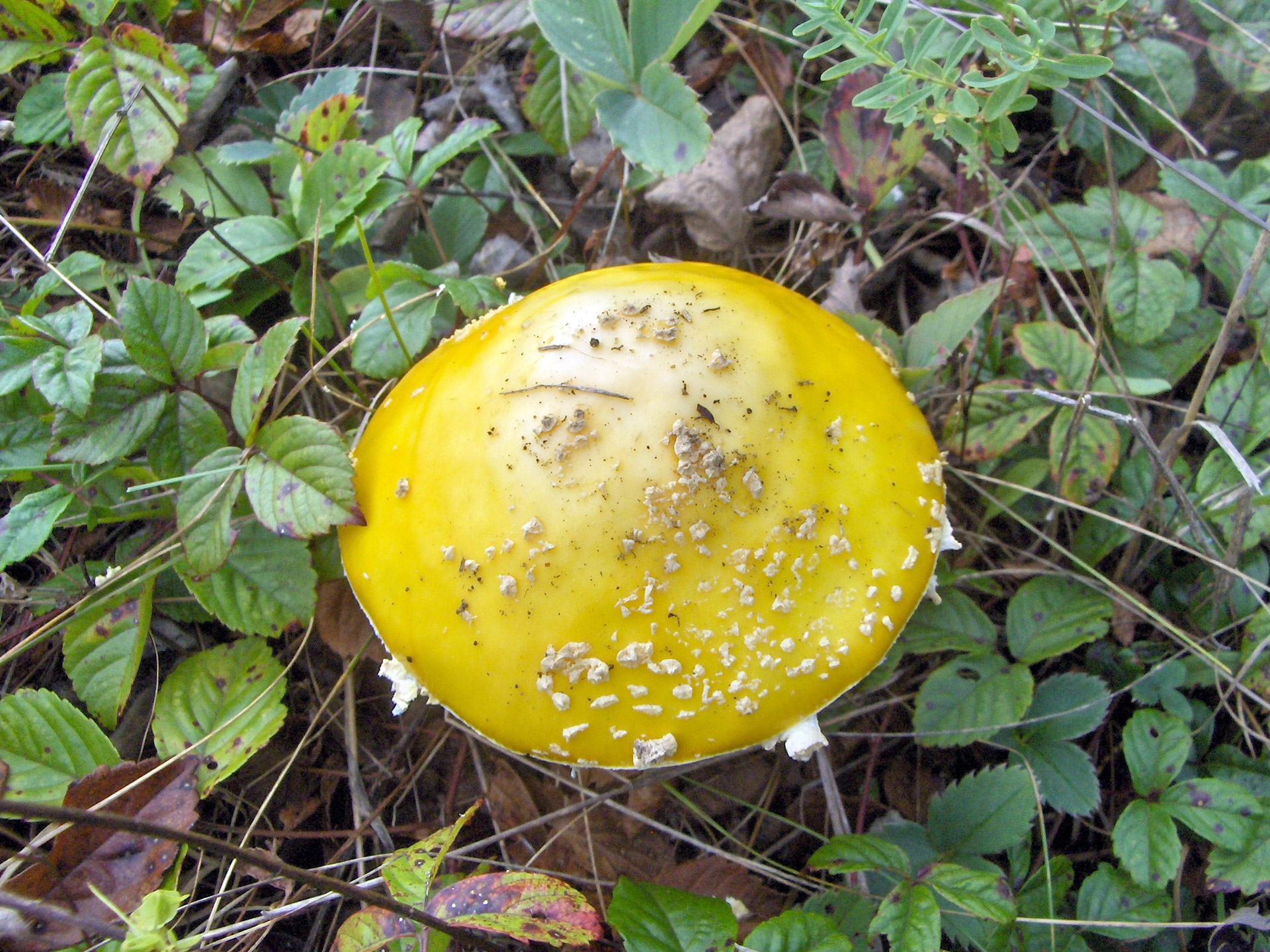 mushroom wild mushroom (1) free photo