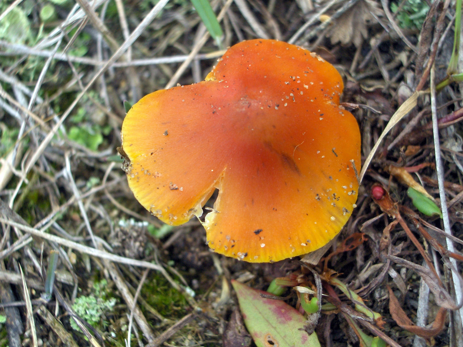 mushroom wild mushroom (2) free photo