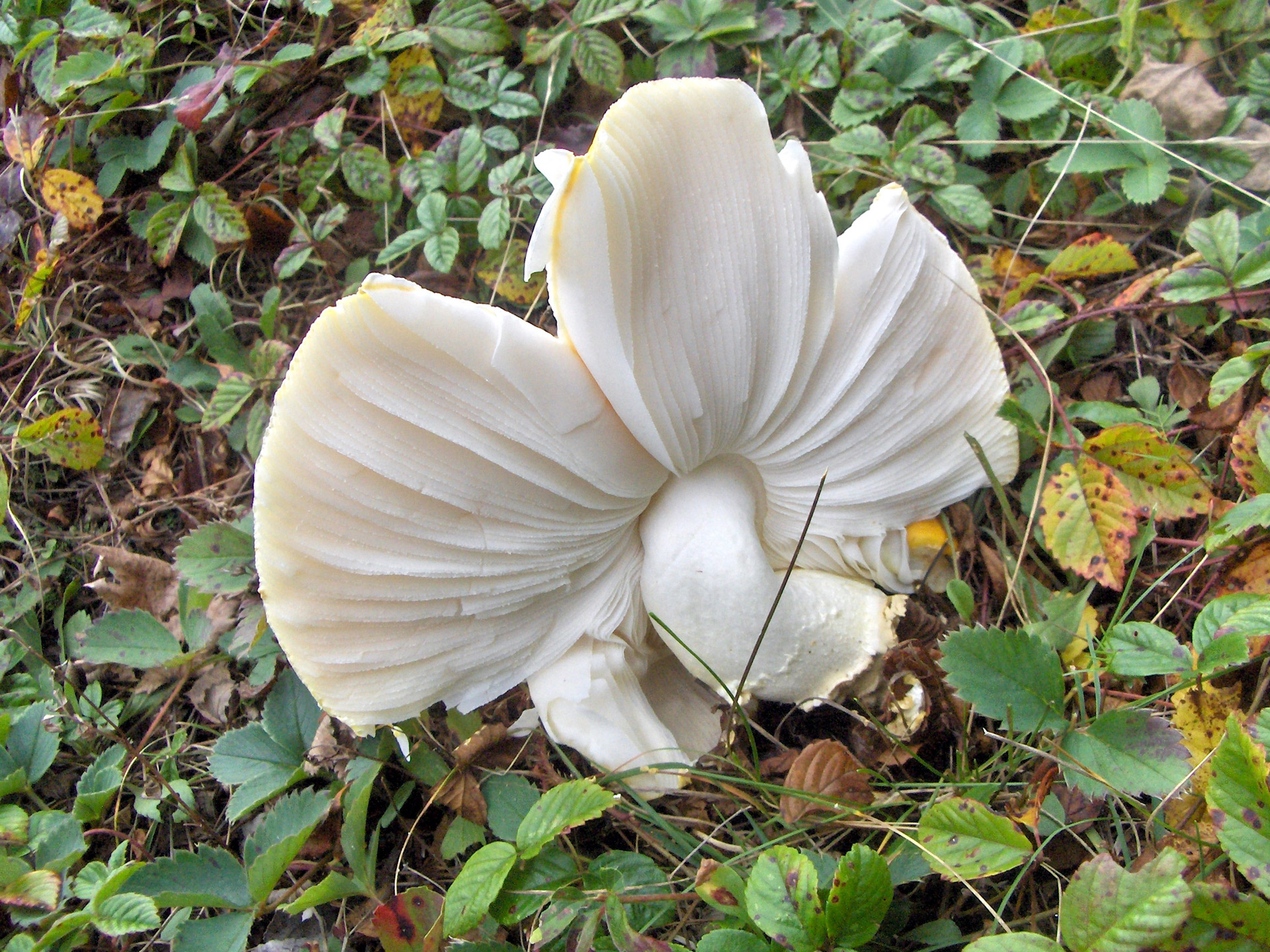 mushroom wild mushroom (4) free photo