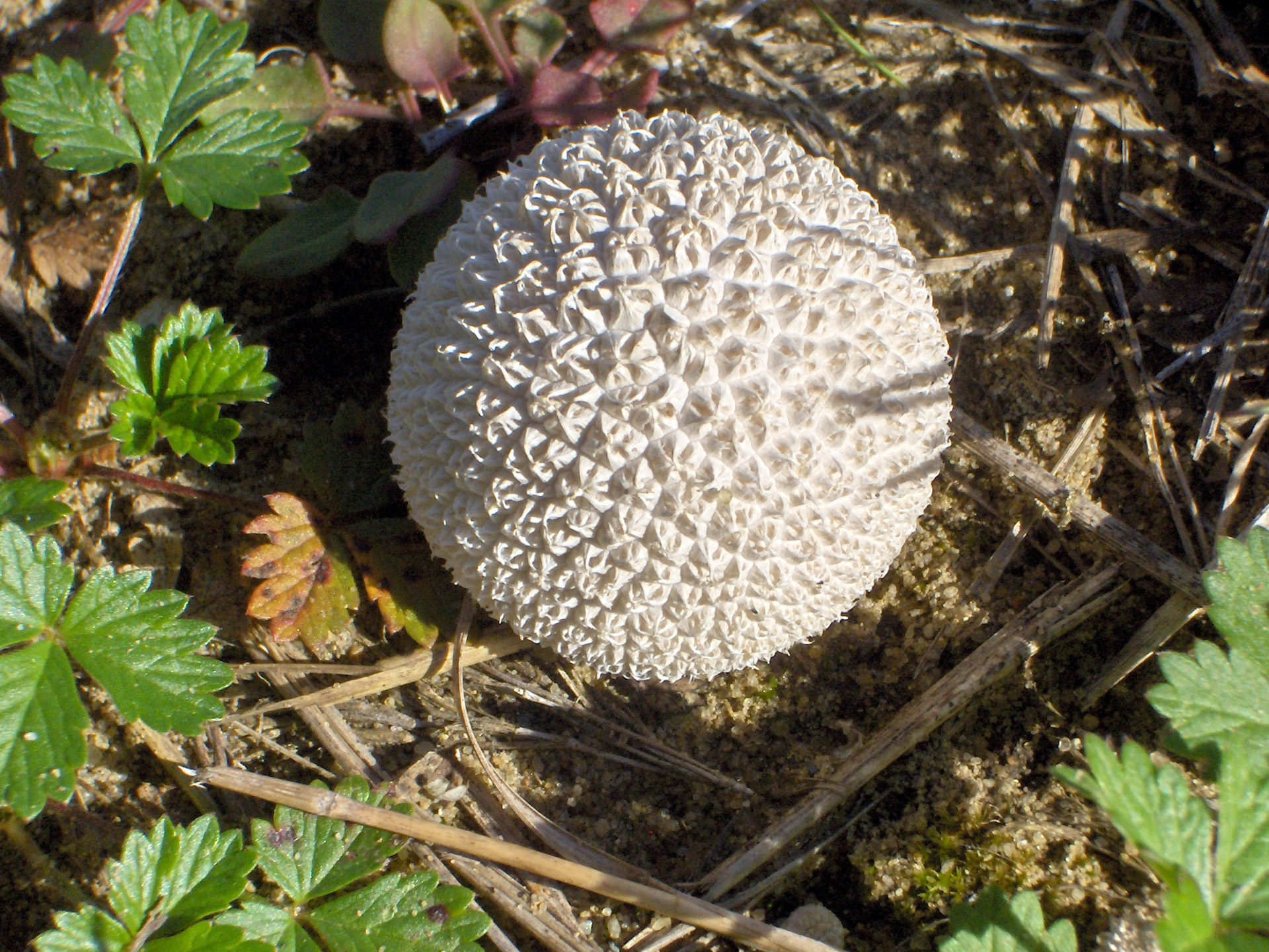 mushroom wild mushroom (5) free photo