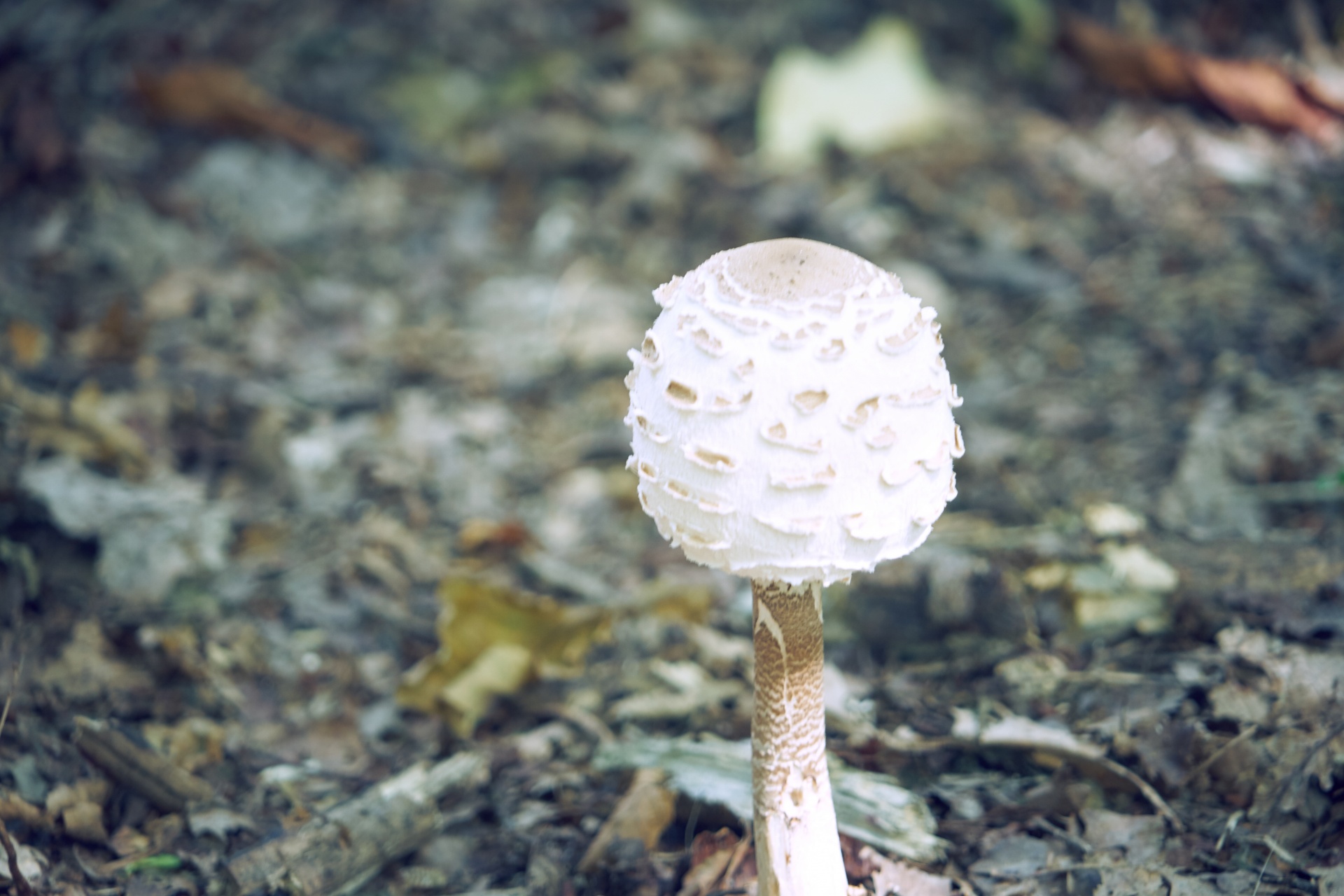 mushroom coulemelle lepiote free photo