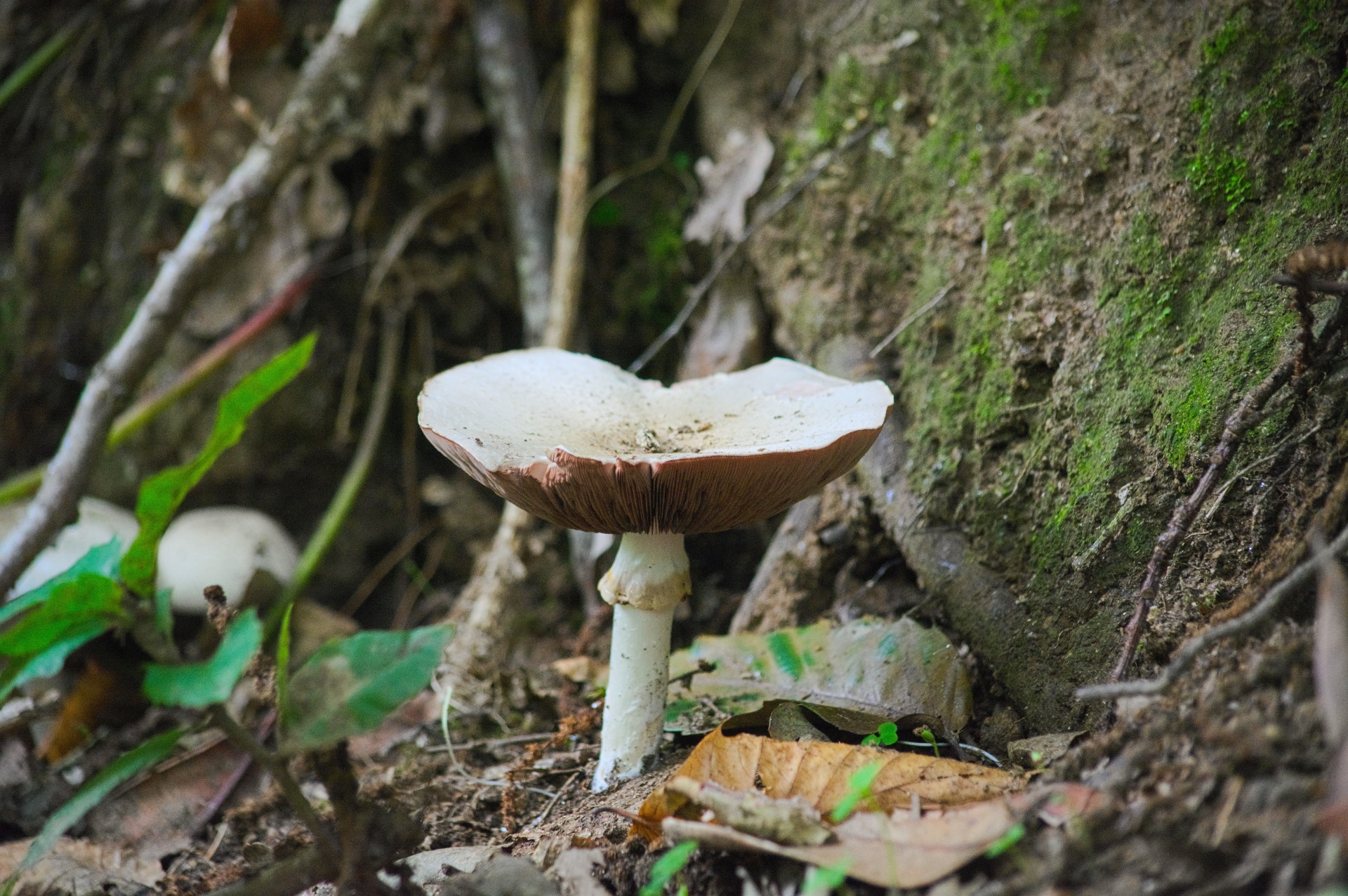 mushroom amanita lepion free photo