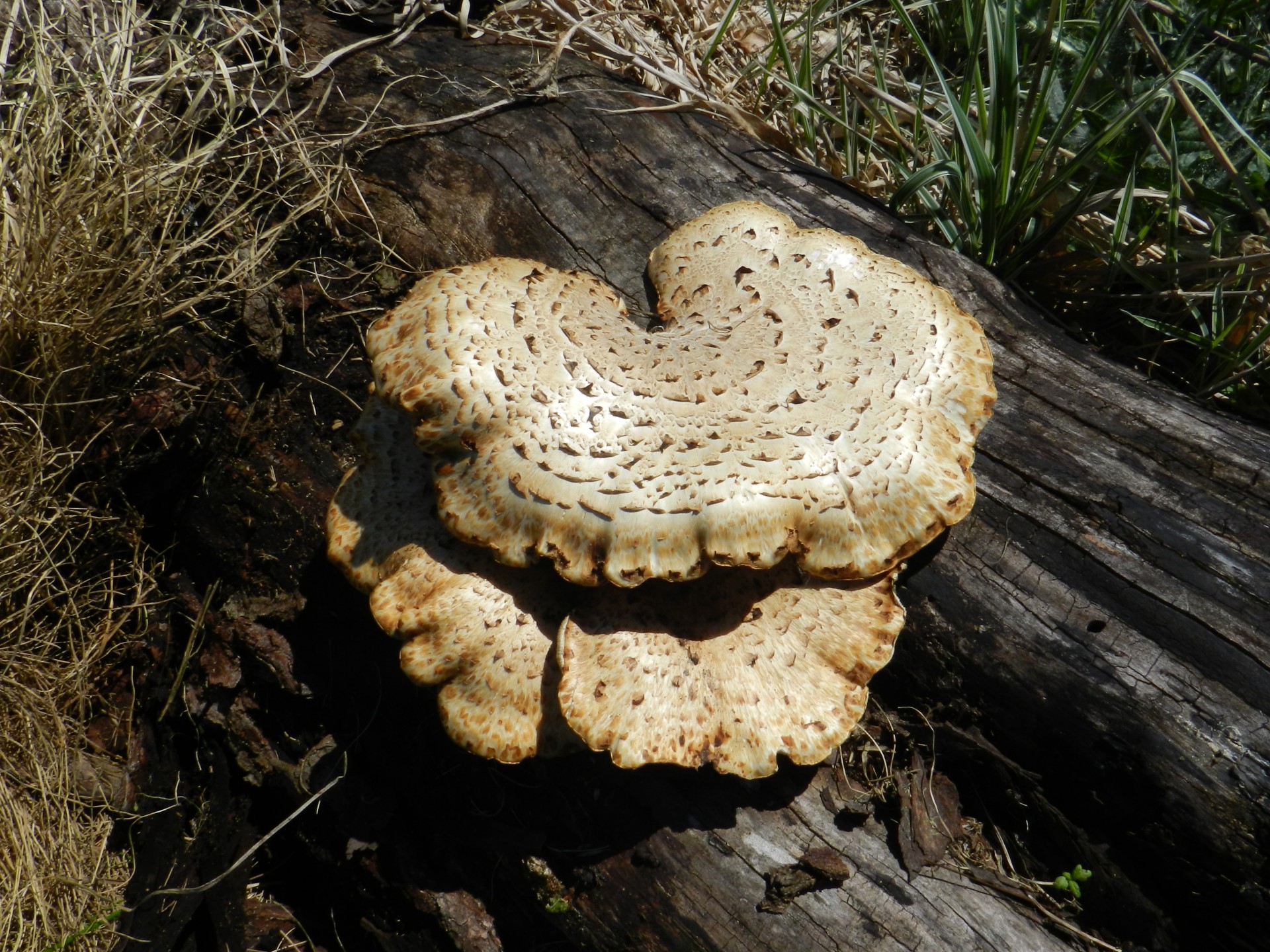 mushroom wood nature free photo