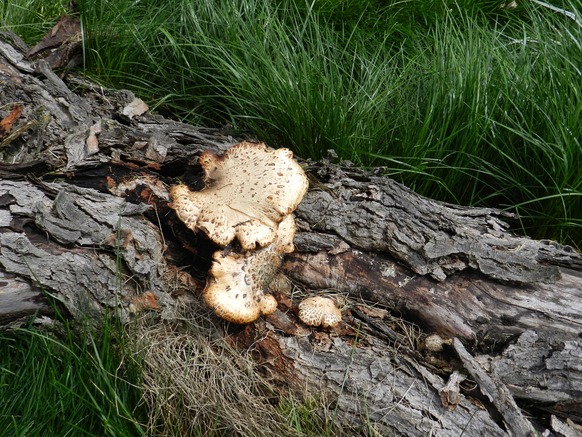 mushroom mushroom free pictures free photo