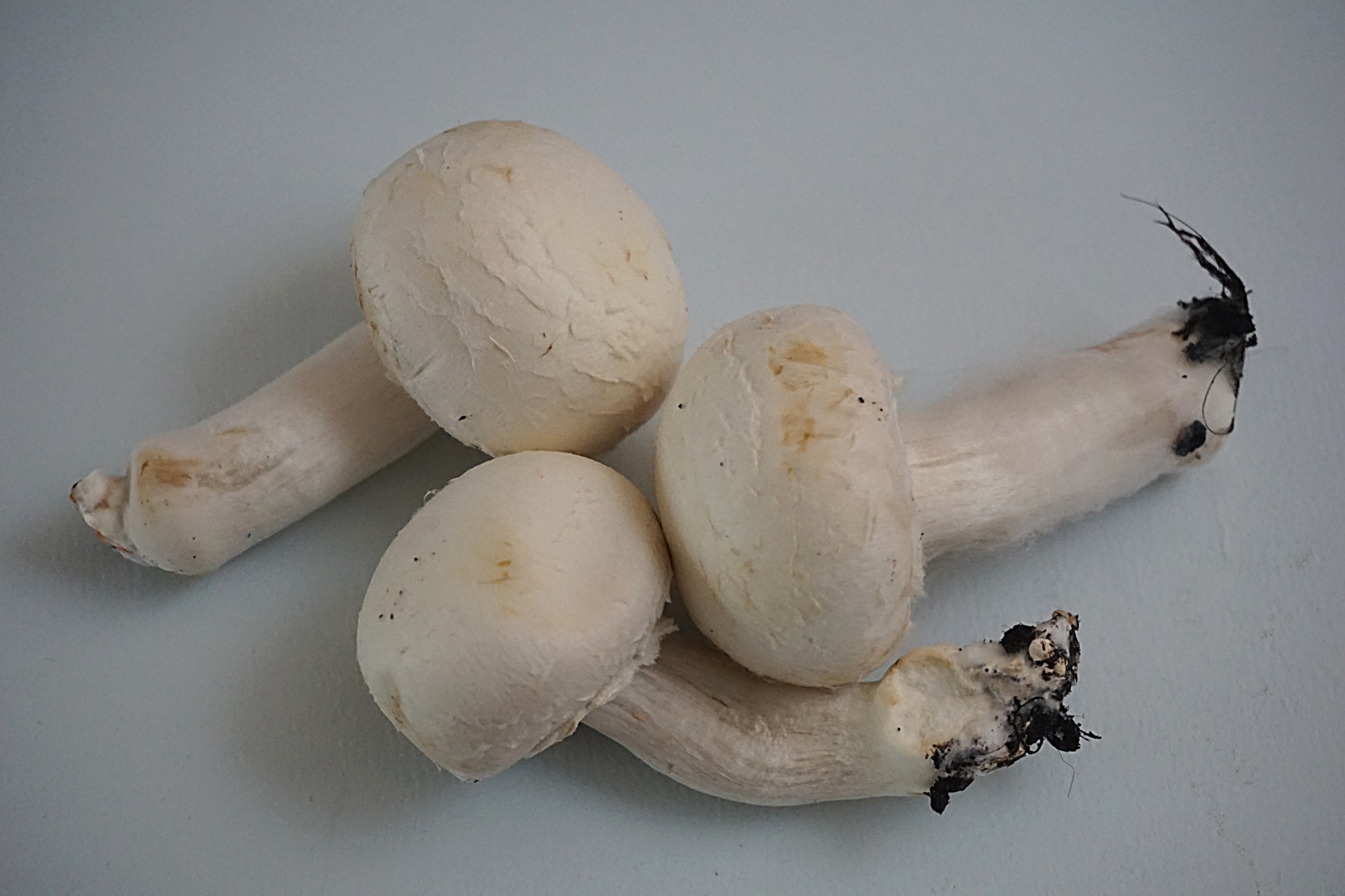 paris mushrooms fungi flavor free photo