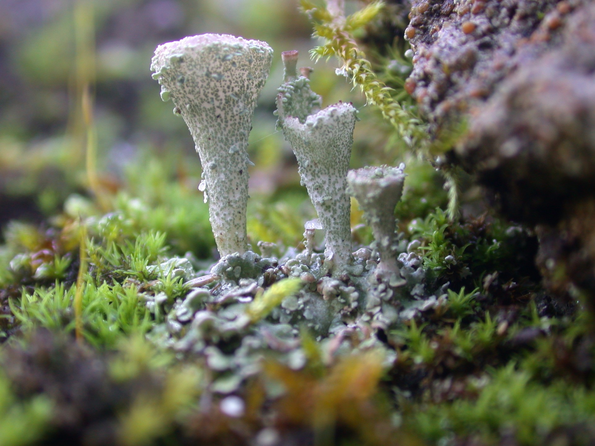 fungi lichen macro free photo