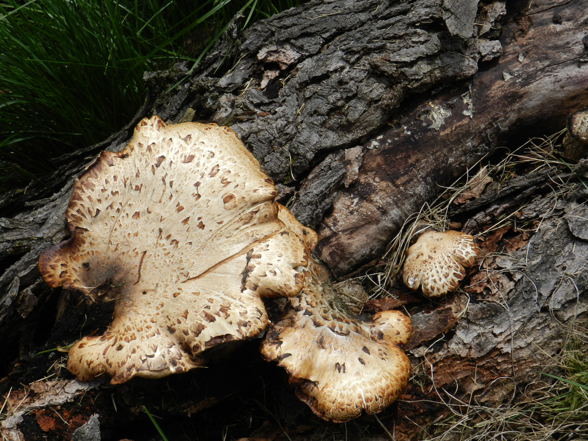 mushrooms mushrooms on maple free pictures free photo