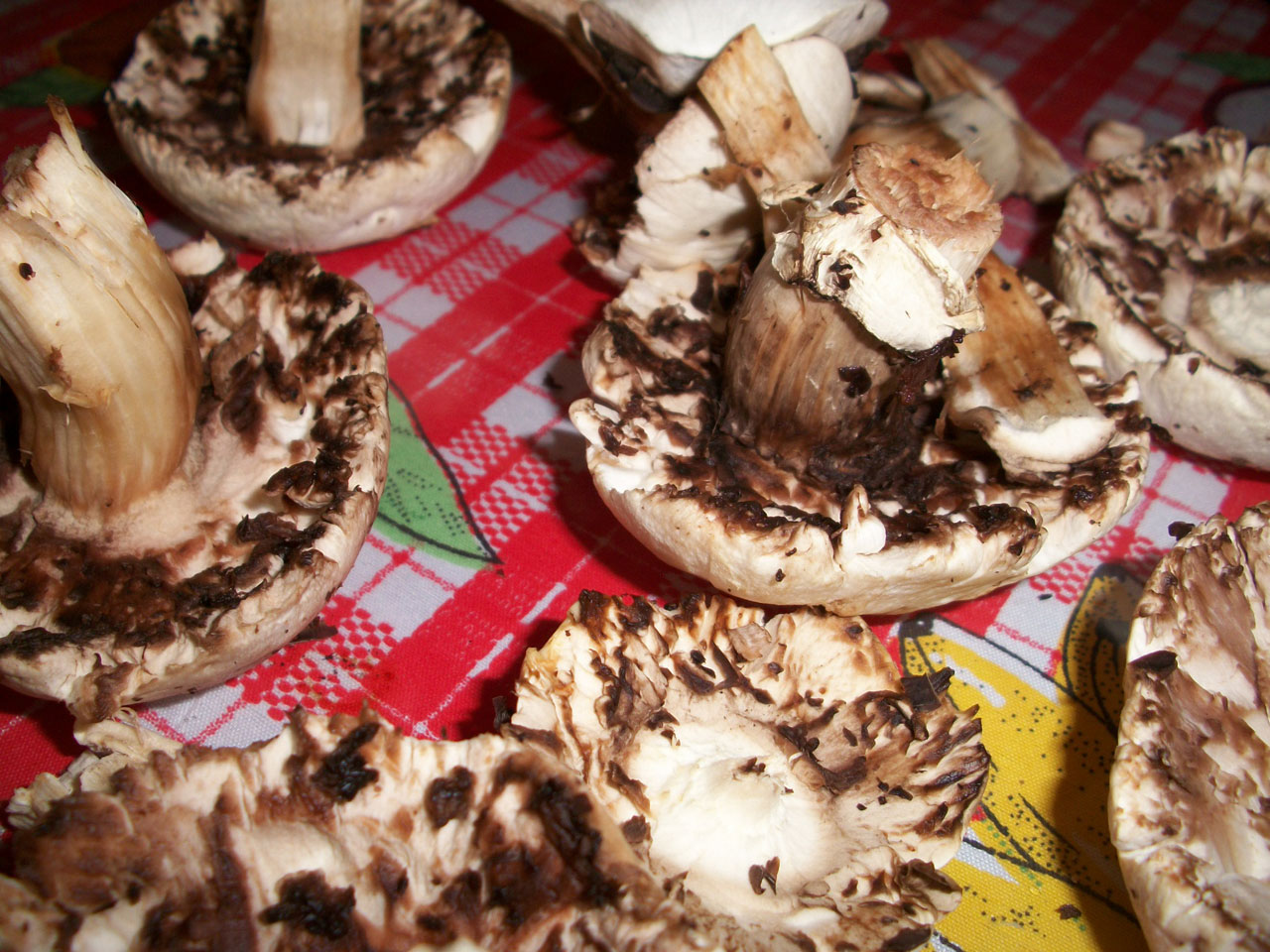 mushrooms fungus white free photo