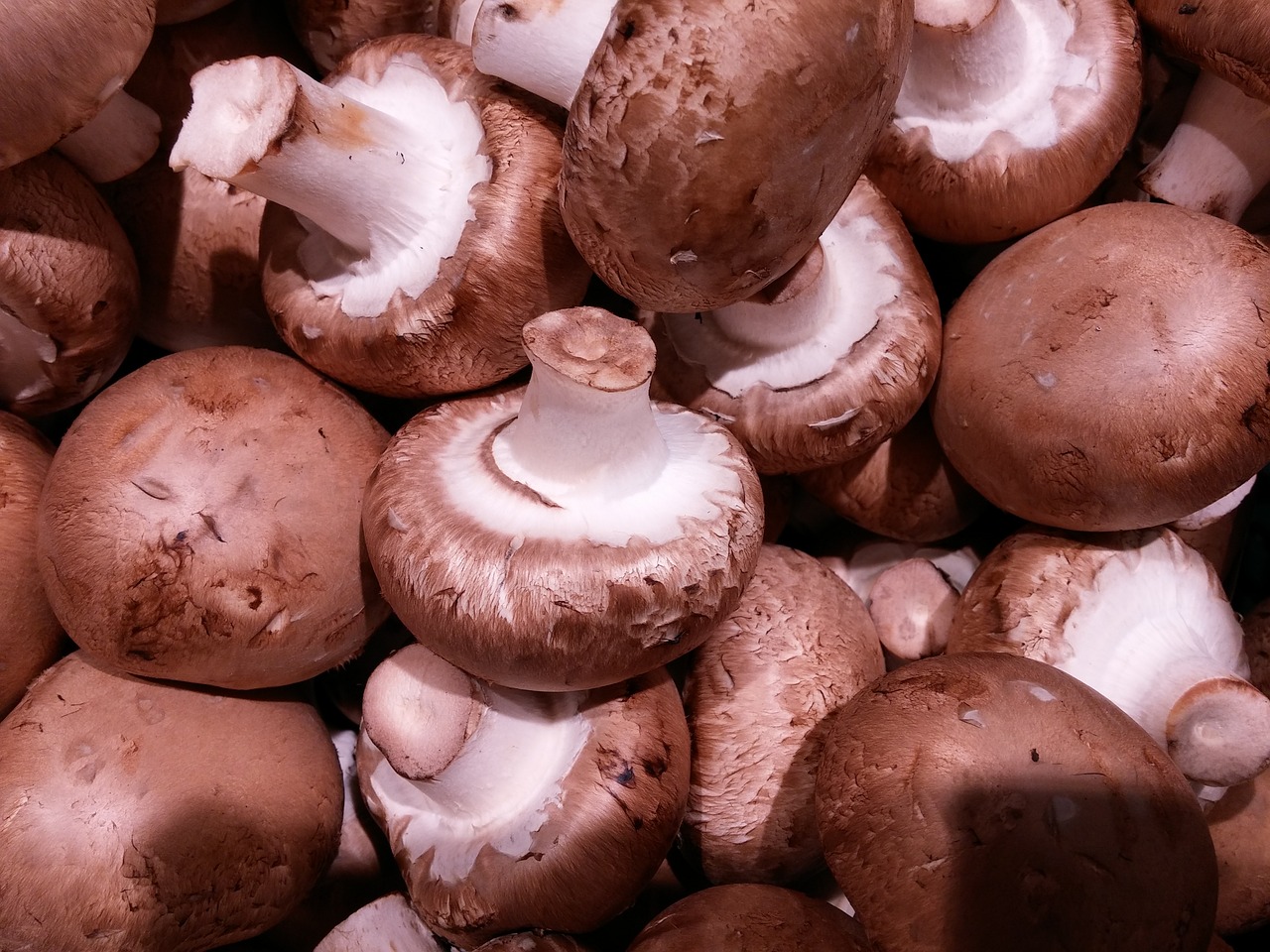 champion brown mushrooms free photo